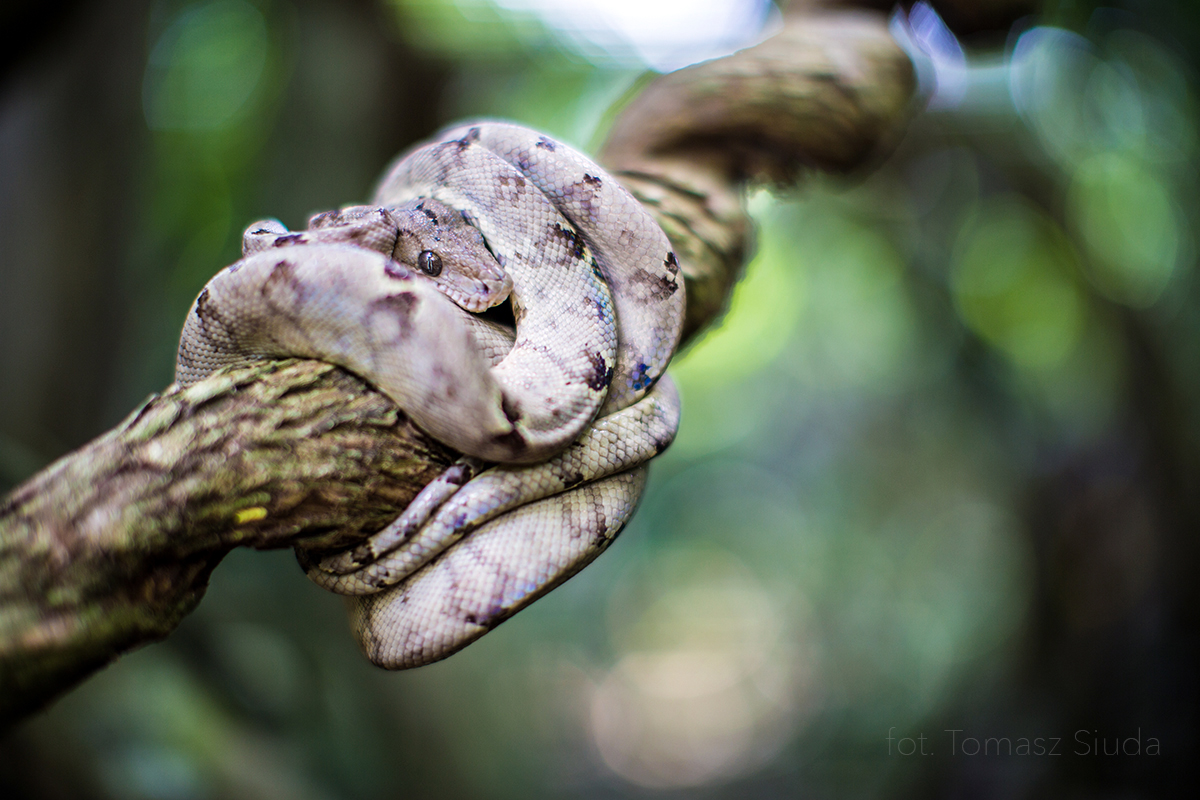 wąż w dżungli Amazońskiej